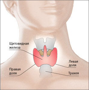 щитовидная железа, схема