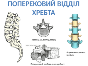 anatomiya nizhnej chasti spiny